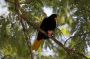 Trinidad2005 - 092 * Crested Oropendola.